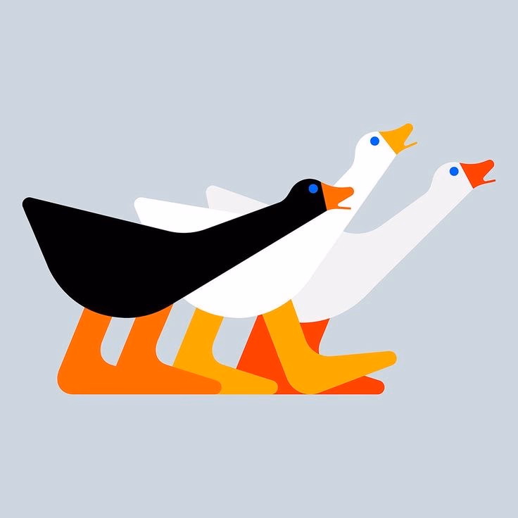 ducks running